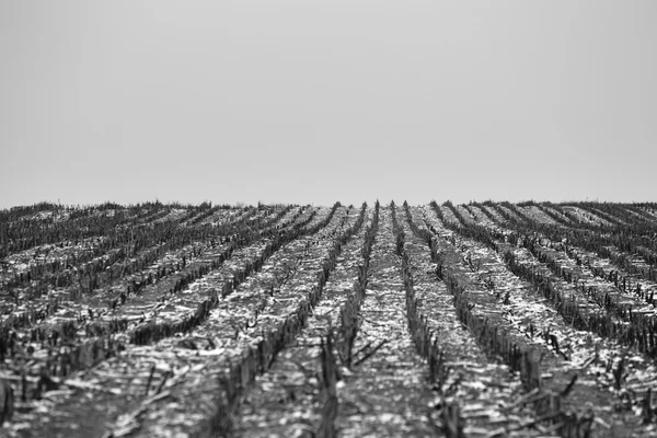 Campo colhido preto e branco — Fotografia de Stock