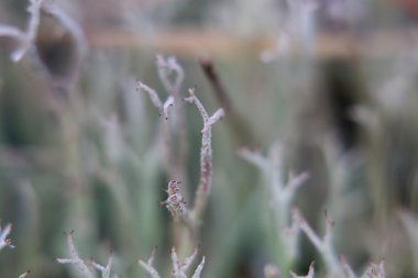 Kupası Lichen makro