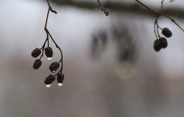 Насіння ельфів на оголеному зимовому дереві з краплями води — стокове фото