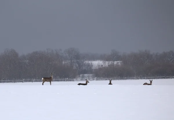 Rudel Rehe in der Winterlandschaft — Stockfoto