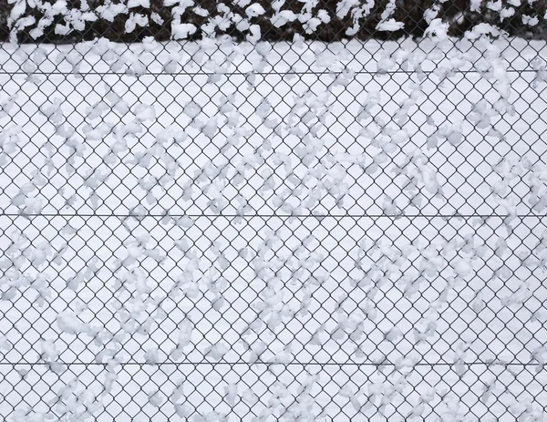 Adet kar çit — Stok fotoğraf