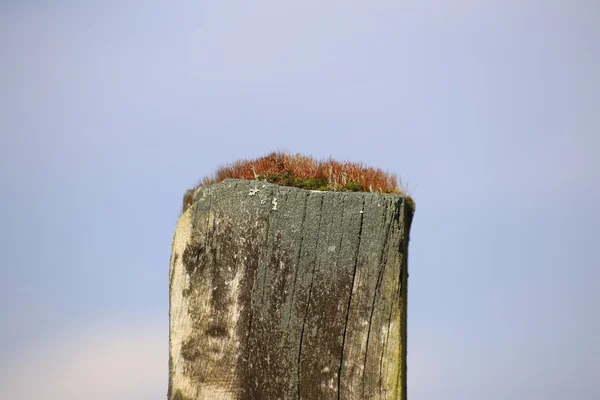 Moss vermelho na madeira — Fotografia de Stock