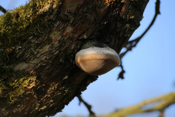 Feuerschwamm (phellinus igniarius)) — Stockfoto