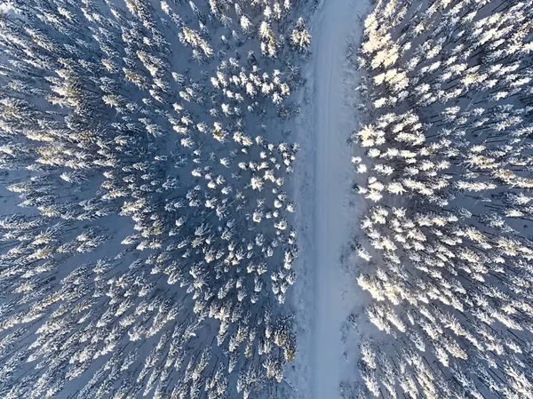 Winter forest in Sweden, shot with a drone from above.