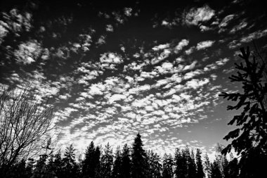 Bir kış günü ağaç siluetlerinin üzerinde kabarık bulutlar.