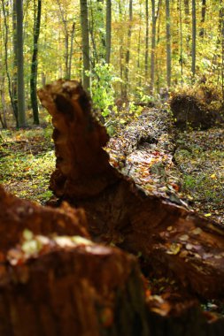 Almanya 'da Greifswald yakınlarında NSG Eldena' da devrilen ağaç.