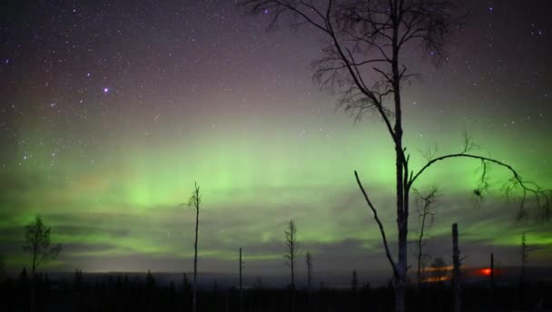 Aurora Ormanın Üzerindeki Işıklar — Stok video