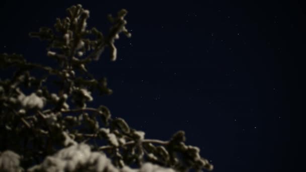 Estrelas Móveis Atrás Árvore Inverno — Vídeo de Stock