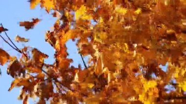 Sonbahar akçaağaç yaprakları güneş ışığında sallanıyor.