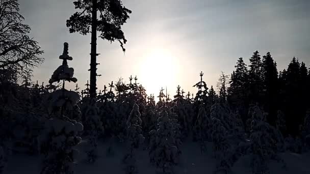 Een Verlicht Ochtendbos Met Sneeuw — Stockvideo