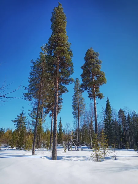 Asiento Alto Pinos Laponia Sueca — Foto de Stock
