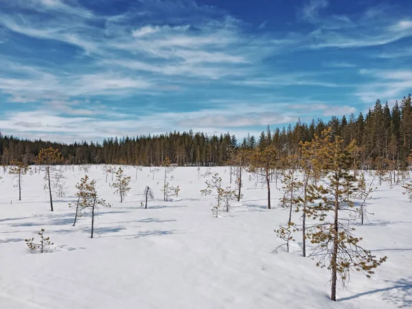 冬のスウェーデンのラップランドの小さな木と太陽 — ストック写真
