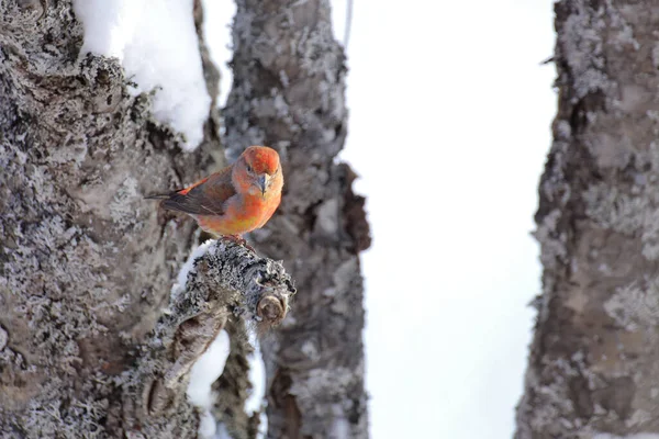 Erkek Papağan Crossbill Loxia Curvirostra Eski Ağaçta — Stok fotoğraf