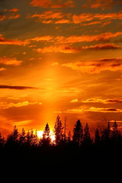 Goldener Oranger Sonnenuntergang Mit Wolken Über Der Waldsilhouette — Stockfoto