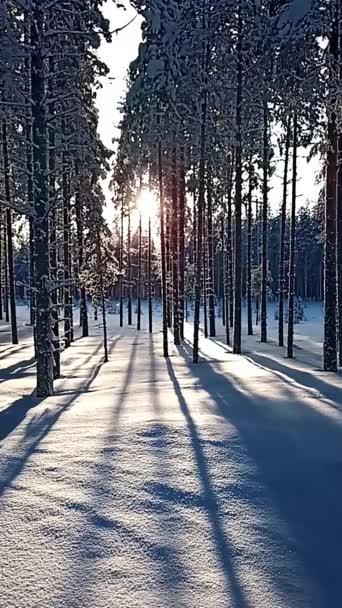 Foto Retroiluminada Flocos Neve Queda Floresta Inverno Sueca — Vídeo de Stock