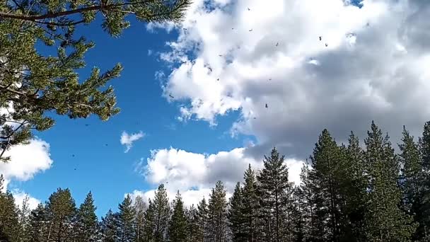 Mayflies Ephemeroptera Enjambre Durante Primavera Sueca Del Norte — Vídeos de Stock