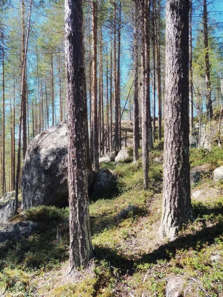 Forêt Été Dans Nord Suède Avec Ciel Bleu — Photo