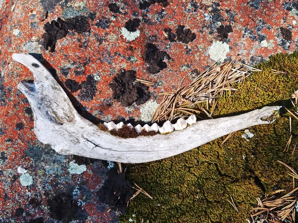 風化したトナカイの顎が岩の上に横たわる — ストック写真