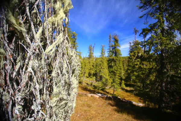 Lichens Uma Árvore Morta Lapônia Sueca — Fotografia de Stock