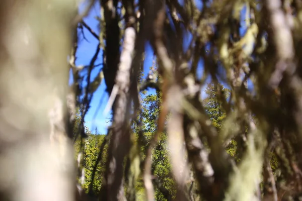 Vista Través Árbol Líqueno Bosque Sueco — Foto de Stock