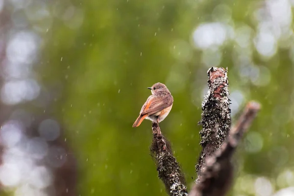 在雨中坐在树上的普通雌性红杉 Phoenicurus Phoenicurus — 图库照片