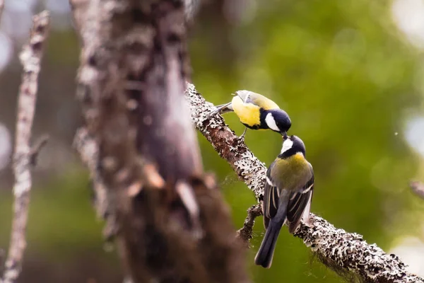 Two Great Tits Parus Major Feeding While Perched Lichenous Tree — 图库照片