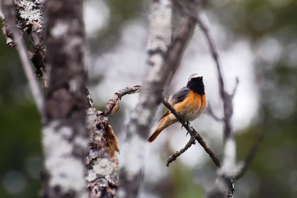 公红杉 Phoenicurus Phoenicurus 栖息在树上唱歌 — 图库照片