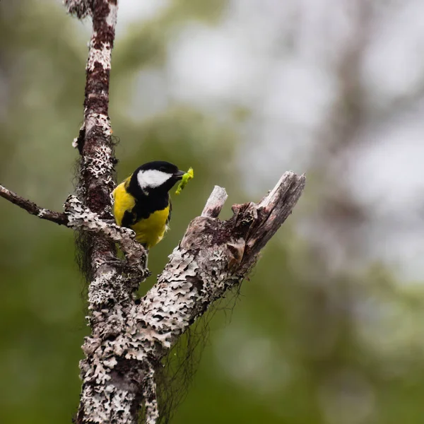 Great Tit Parus Major Freshly Caught Caterpillar — 图库照片