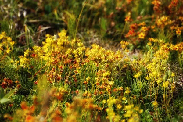 Αφθονία Ανθοφόρου Κίτρινου Σαξοφράγου Saxifraga Aizoides — Φωτογραφία Αρχείου