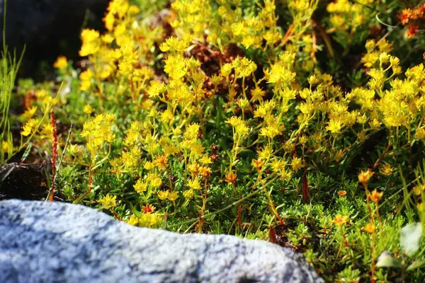盛开的黄色萨克斯风 Saxifraga Aizoides — 图库照片