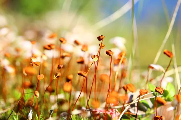 Sporangien Von Haarkappenmoosen Polytrichum Einem Sonnigen Tag — Stockfoto