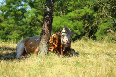 Güneşli bir günde, gölgede dinlenen inek..