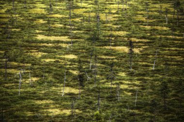 İsveç 'te küçük huş ağaçları olan bataklık..