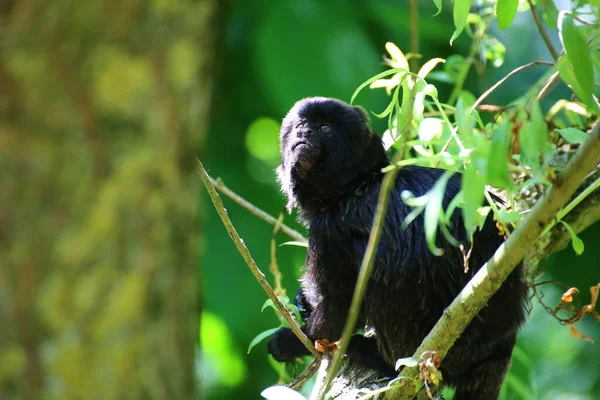 귀여운 원숭이 Goeldis Marmoset Callimico Goeldii — 스톡 사진