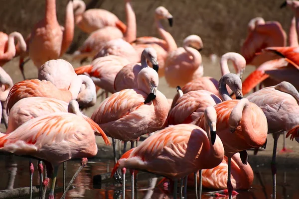Pembe Şili Flamingo Sürüsü Phoenicopterus Chilensis — Stok fotoğraf