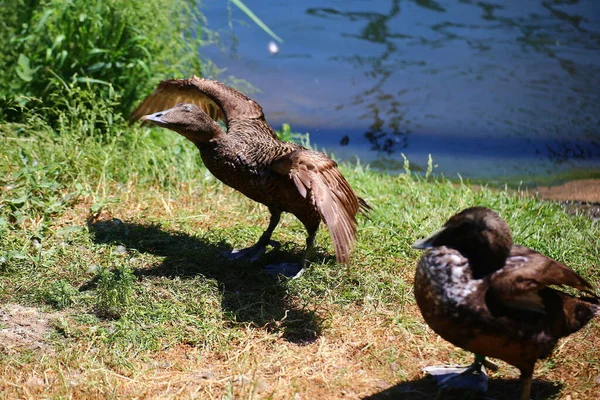 Eisenente Aythya Nyroca Breitet Ihre Flügel Aus — Stockfoto