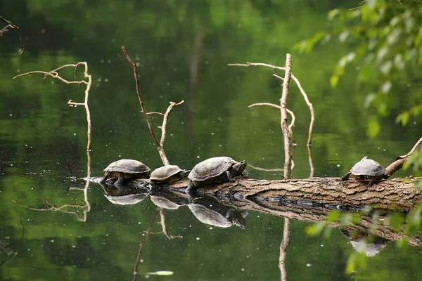 Curseurs Étang Trachemys Scripta Assis Sur Une Branche — Photo