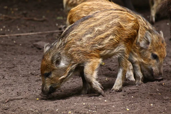 Wild Boar Piglet Sus Scrofa Seeking Food Ground — Stock Photo, Image