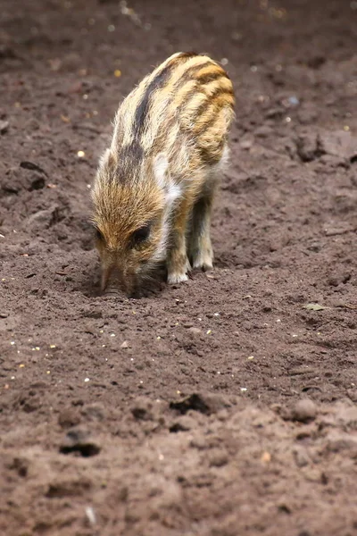 Wild Boar Piglet Sus Scrofa Seeking Food Ground — Stock Photo, Image