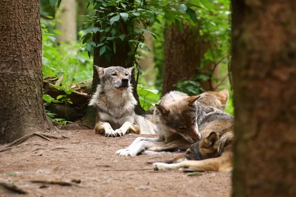Wolfpack Canis Lupus Resting Forest — Stock Photo, Image