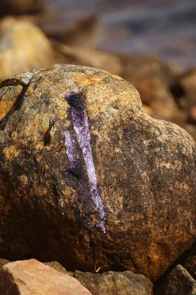 Pássaro Roxo Caindo Sobre Uma Rocha Luz Sol — Fotografia de Stock