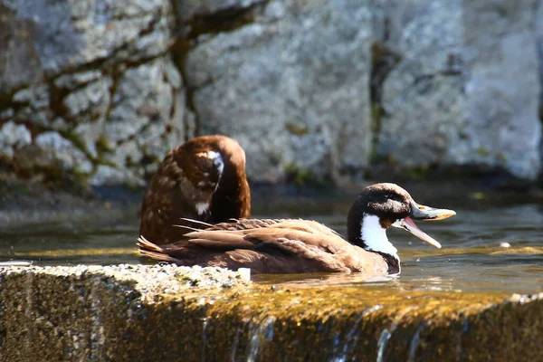 Patos Castanhos Quacking Água Dia Ensolarado — Fotografia de Stock