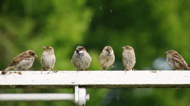 Arka arkaya altı ev serçesi (Passer domesticus).