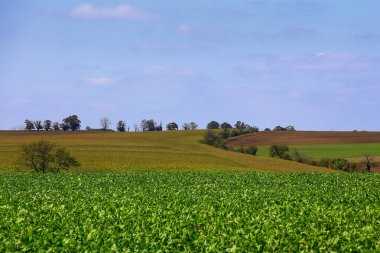Saksonya-Anhalt 'da tarlaları ve tepeleri olan kırsal alan.