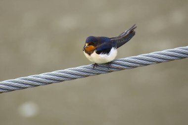 Çelik bir kablo üzerinde oturan ahır kırlangıcı (Hirundo rustica).