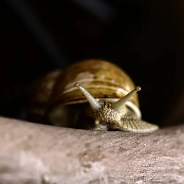 Macro Escuro Escargot Helix Pomatia — Fotografia de Stock