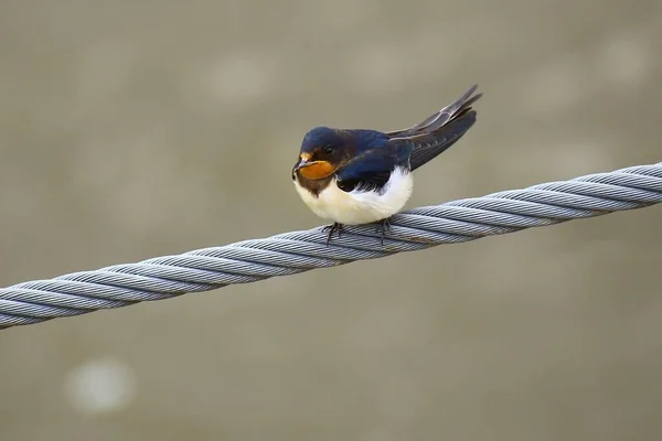 Barn Swallow Hirundo Rustica 坐在钢丝绳上 — 图库照片