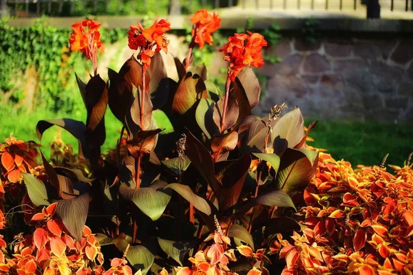 Kvetoucí Indiánský Výstřel Canna Indica Parku — Stock fotografie