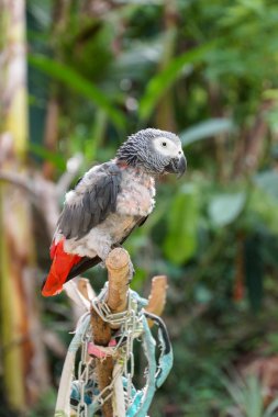 parrot moulting in garden clipart