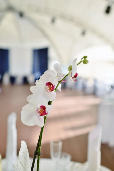 Decoraciones de boda en el restaurante — Foto de Stock